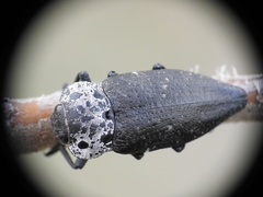 Capnodis tenebrionis