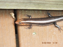 Plestiodon inexpectatus