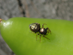 Heliophanus cupreus