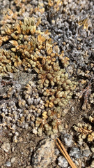 Selaginella watsonii