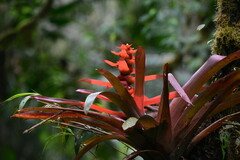 Guzmania