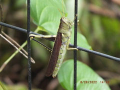 Schistocerca obscura