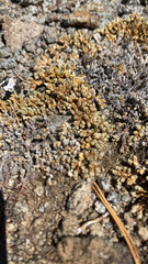 Selaginella watsonii