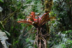 Guzmania