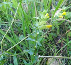 Rhinanthus serotinus