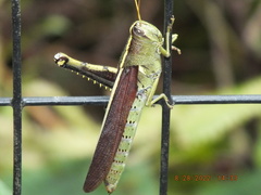 Schistocerca obscura