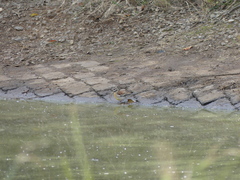 Emberiza flaviventris