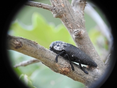 Capnodis tenebrionis