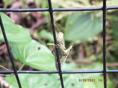 Schistocerca obscura