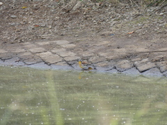 Emberiza flaviventris