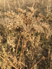 Daucus carota