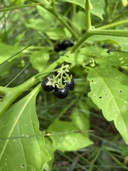 Solanum nigrum