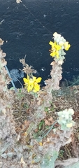 Verbascum pulverulentum