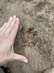 Aonyx capensis capensis