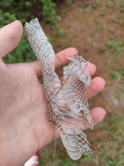 Coluber constrictor anthicus