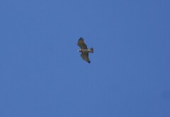 Circaetus gallicus
