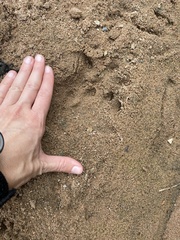 Aonyx capensis capensis