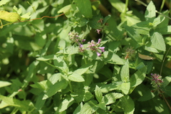 Stachys palustris