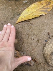 Aonyx capensis capensis