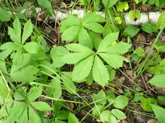 Sanicula marilandica