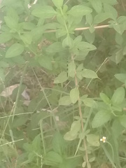 Erythemis vesiculosa