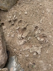 Aonyx capensis capensis