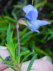 Viola decumbens scrotiformis