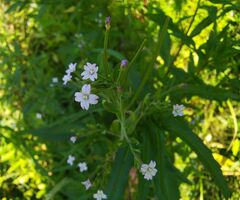 Epilobium