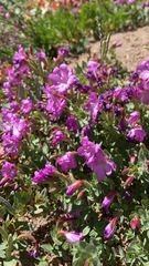 Epilobium obcordatum