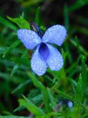 Viola decumbens scrotiformis