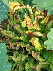 Asplenium scolopendrium scolopendrium