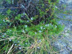 Viola decumbens scrotiformis