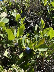 Vaccinium cespitosum