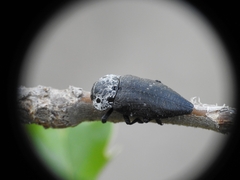 Capnodis tenebrionis