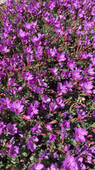 Epilobium obcordatum