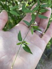 Metastelma barbigerum