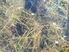 Potamogeton trichoides