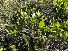 Vaccinium cespitosum