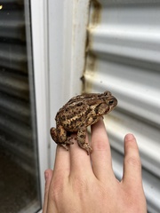 Anaxyrus americanus