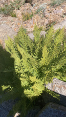 Athyrium