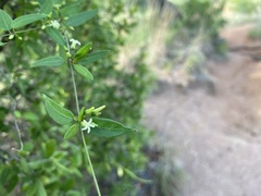 Metastelma barbigerum