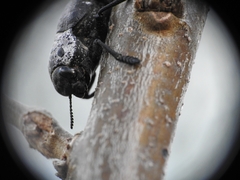 Capnodis tenebrionis