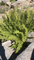 Athyrium