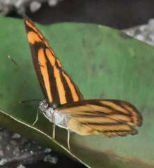 Lasippa heliodore dorelia