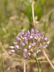 Allium angulosum