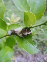 Heraclides cresphontes