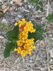 Lantana urticoides