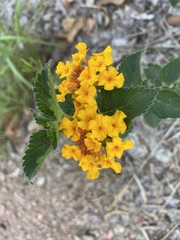 Lantana urticoides