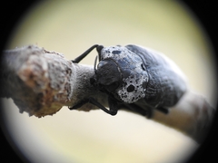 Capnodis tenebrionis