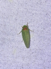 Gyponana